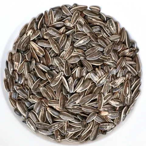 Striped Sunflower seed