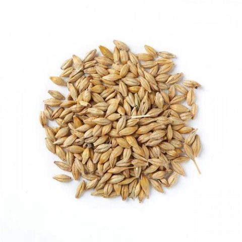 Barley