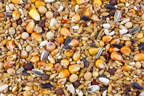 Mixed Birdseed