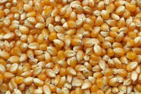 Small Corn
