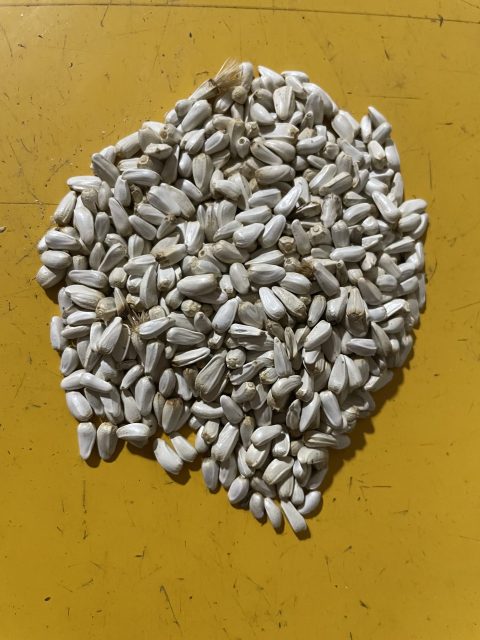 Safflower